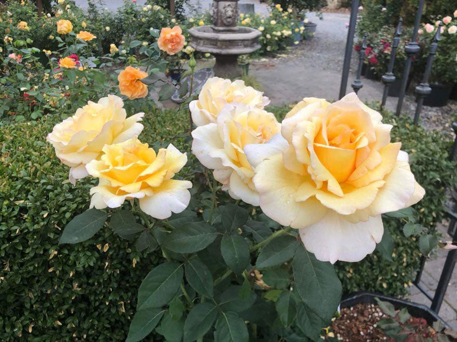 Heavenly Splendor image 6