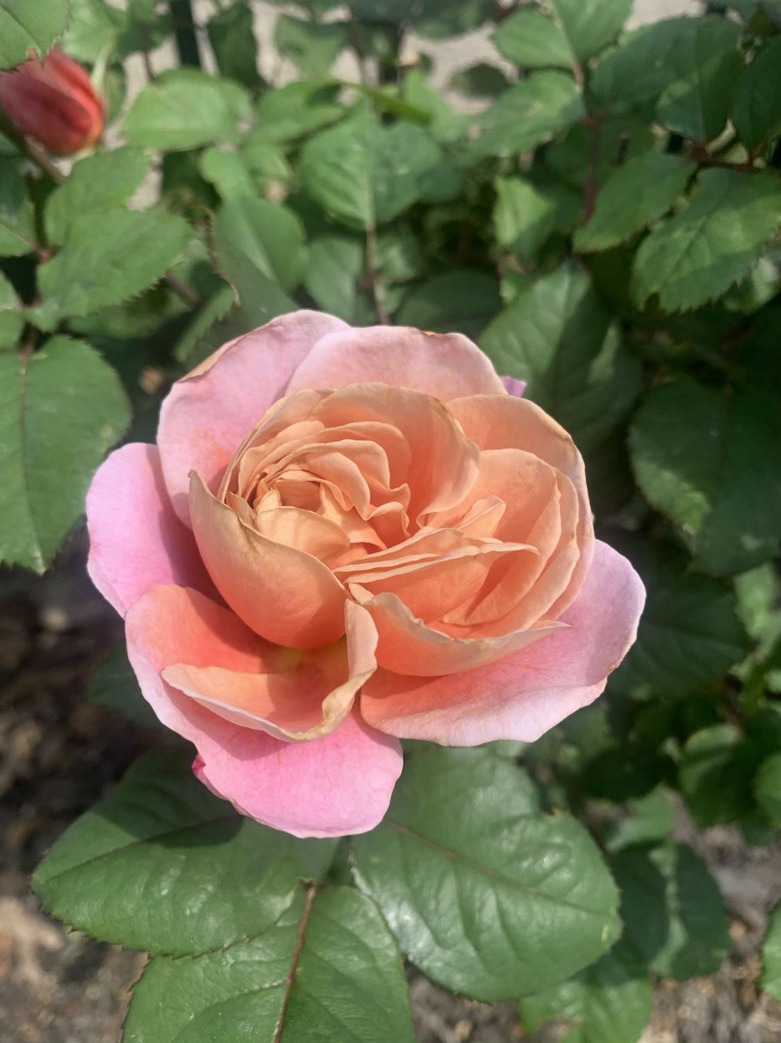 Distant Drums image 5