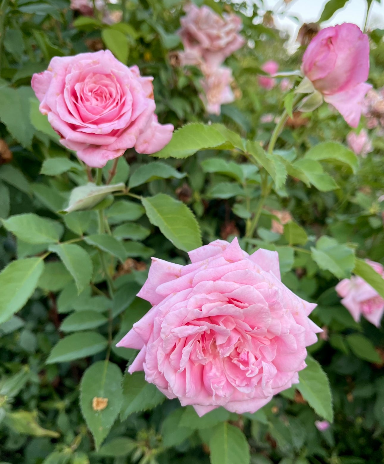 Belinda’s Dream image 1