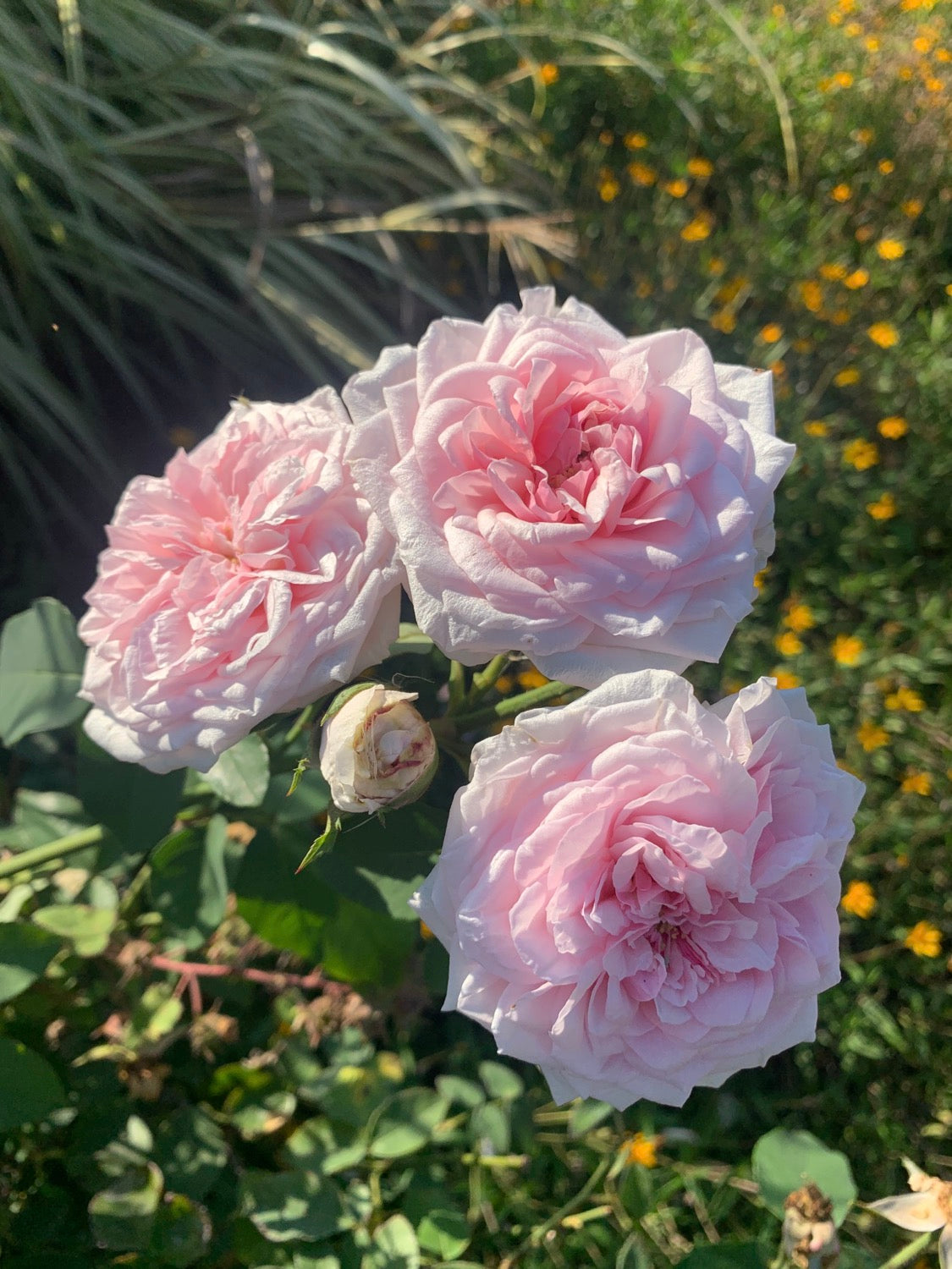 Souviner de la Malmaison image 0