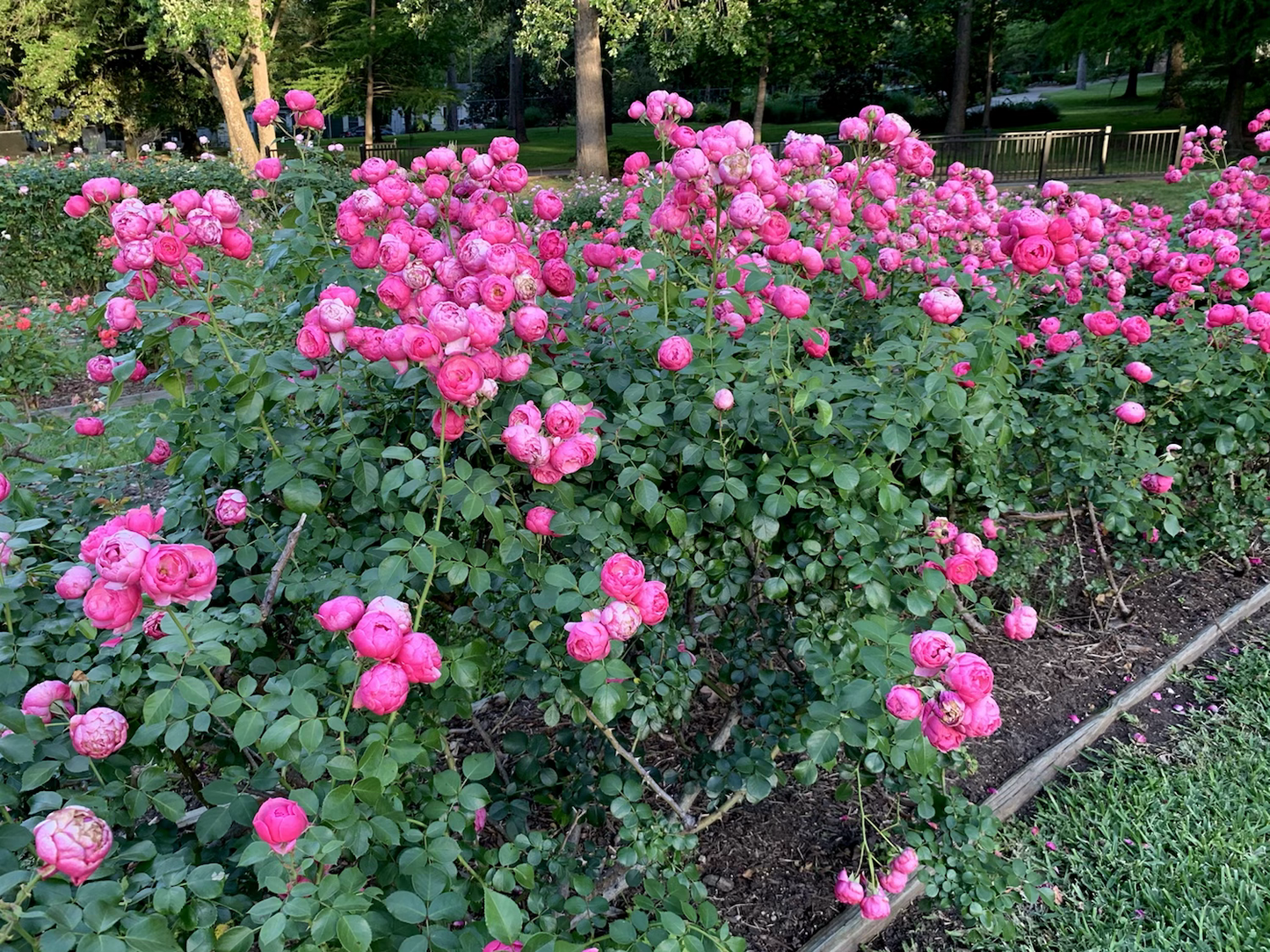 Pomponella Fairy Tale (KORpompan) image 1