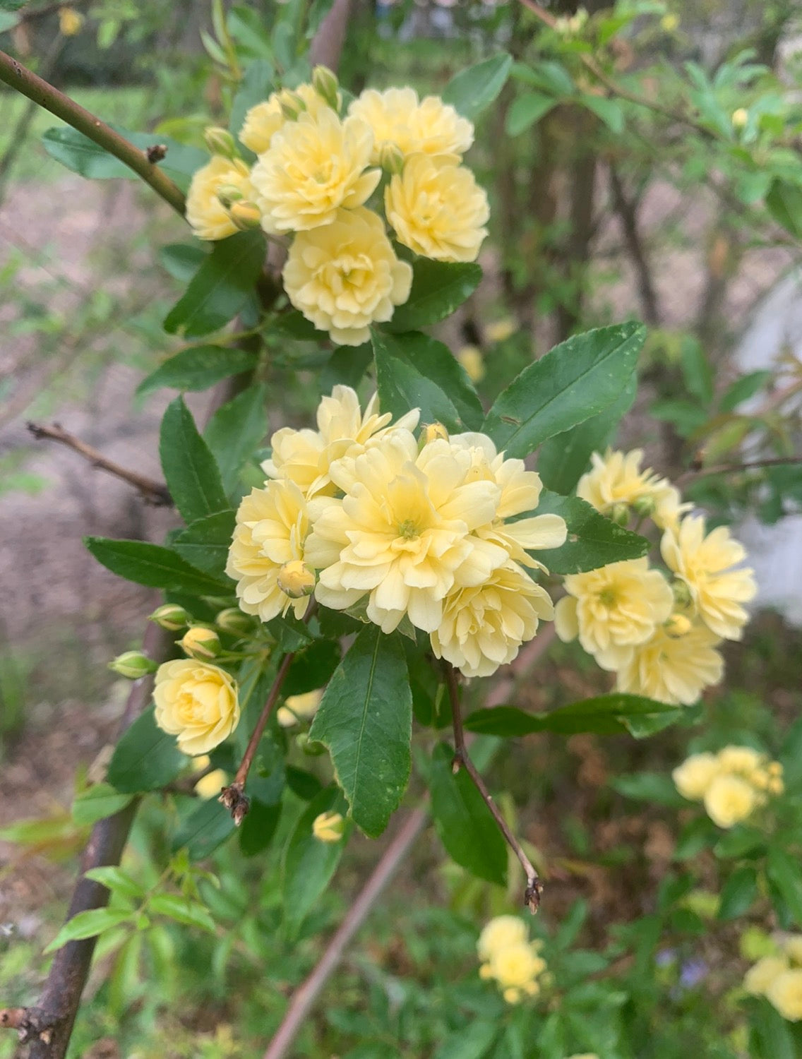 Climbing Lady Banks image 0