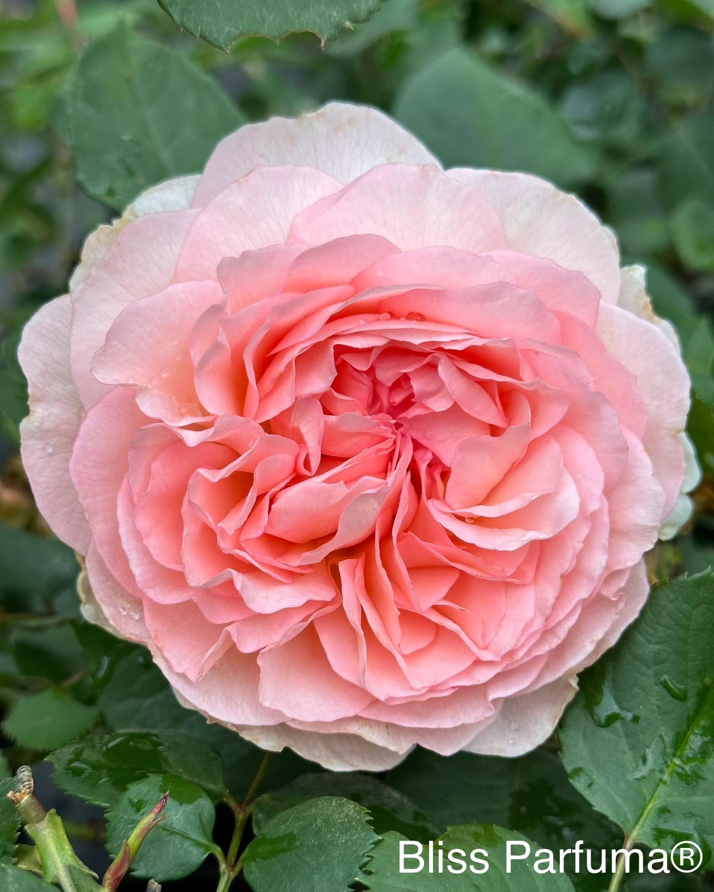 Bliss Parfuma image 0