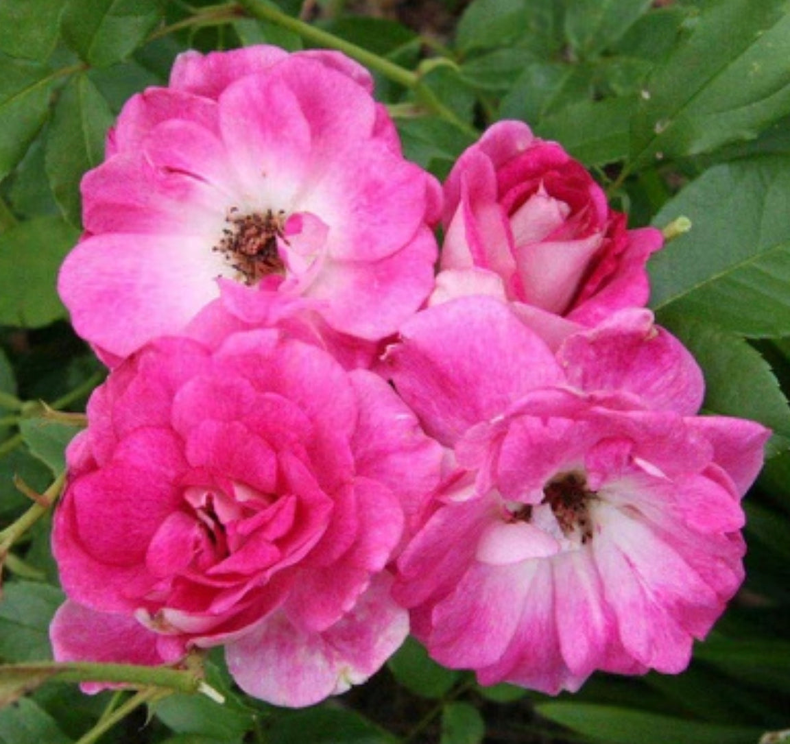 Brilliant Pink Iceberg image 0