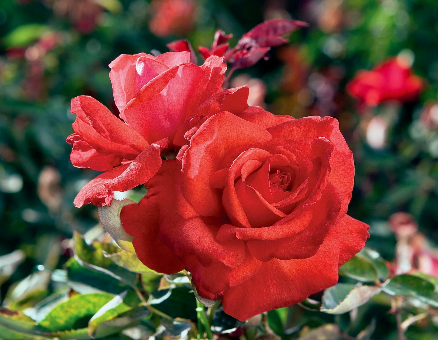 Dolly Parton image 0