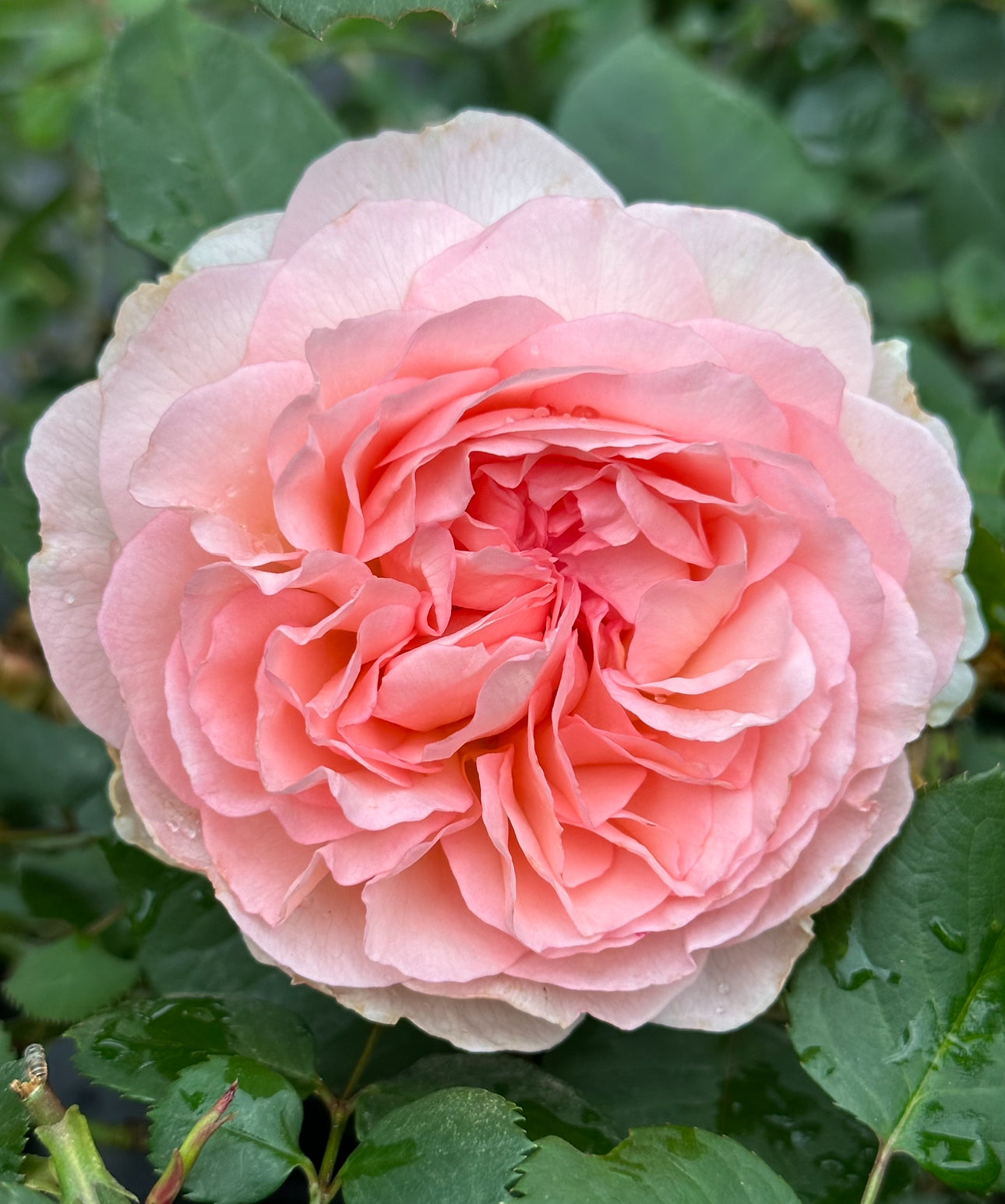 Bliss Parfuma image 1