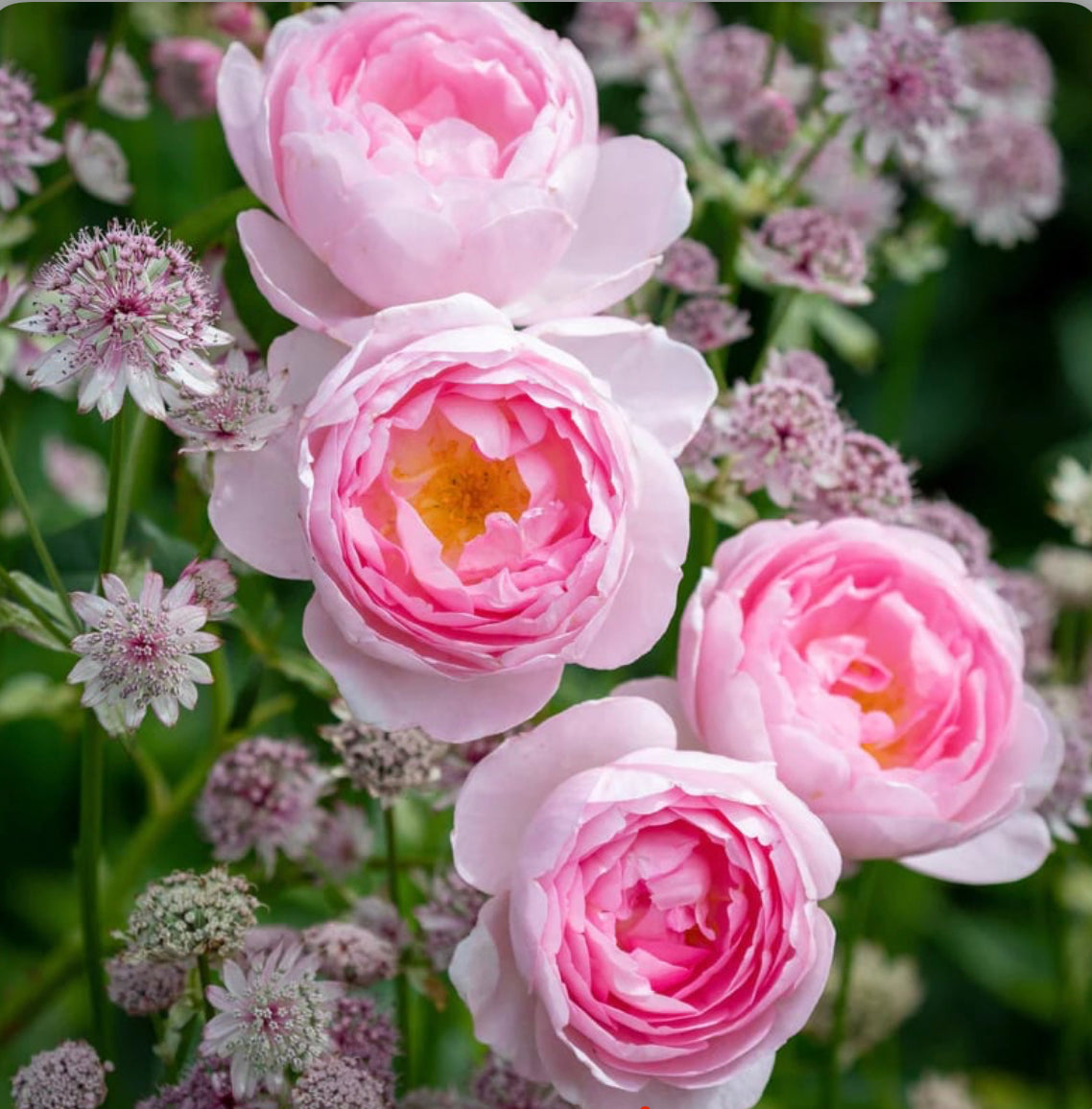 Scepter'd Isle image 0