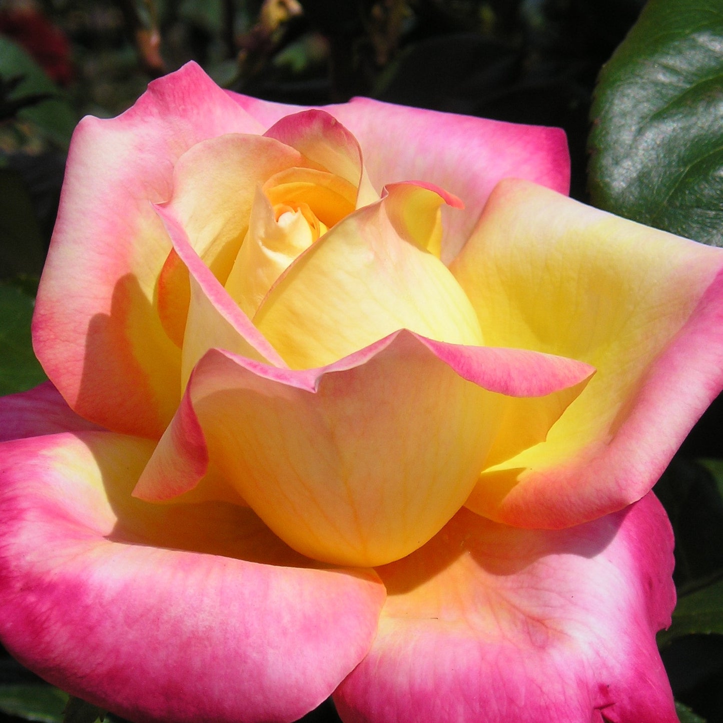 Love and Peace