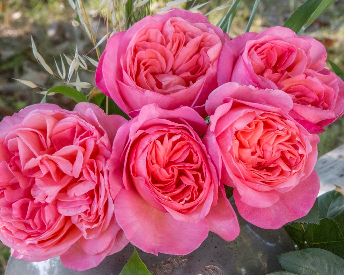 Sweet Mademoiselle image 1