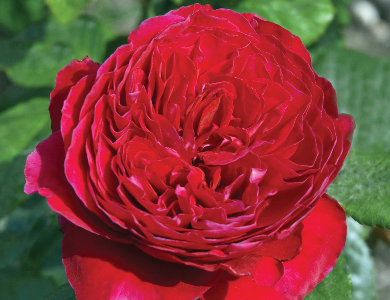 Valentina Casucci (Meikarouz) image 0