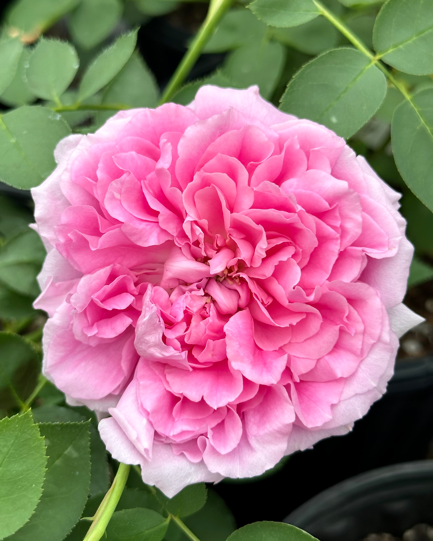 Imperatrice Elisabeth d’Autriche image 1