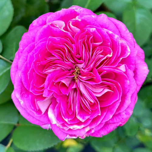 Coconut Ice (KORallister) image 0