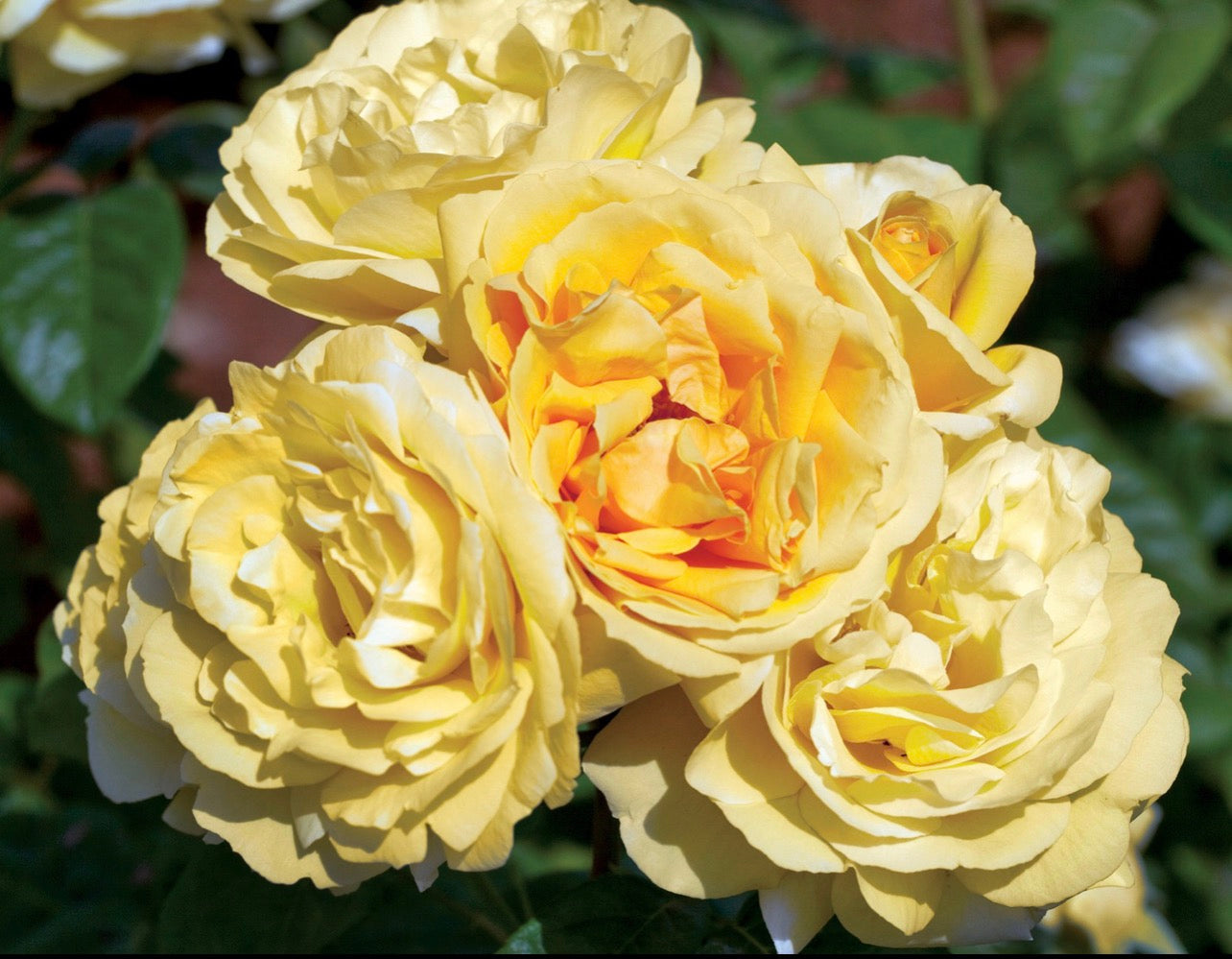 Michel Angelo (MEItelov) image 0