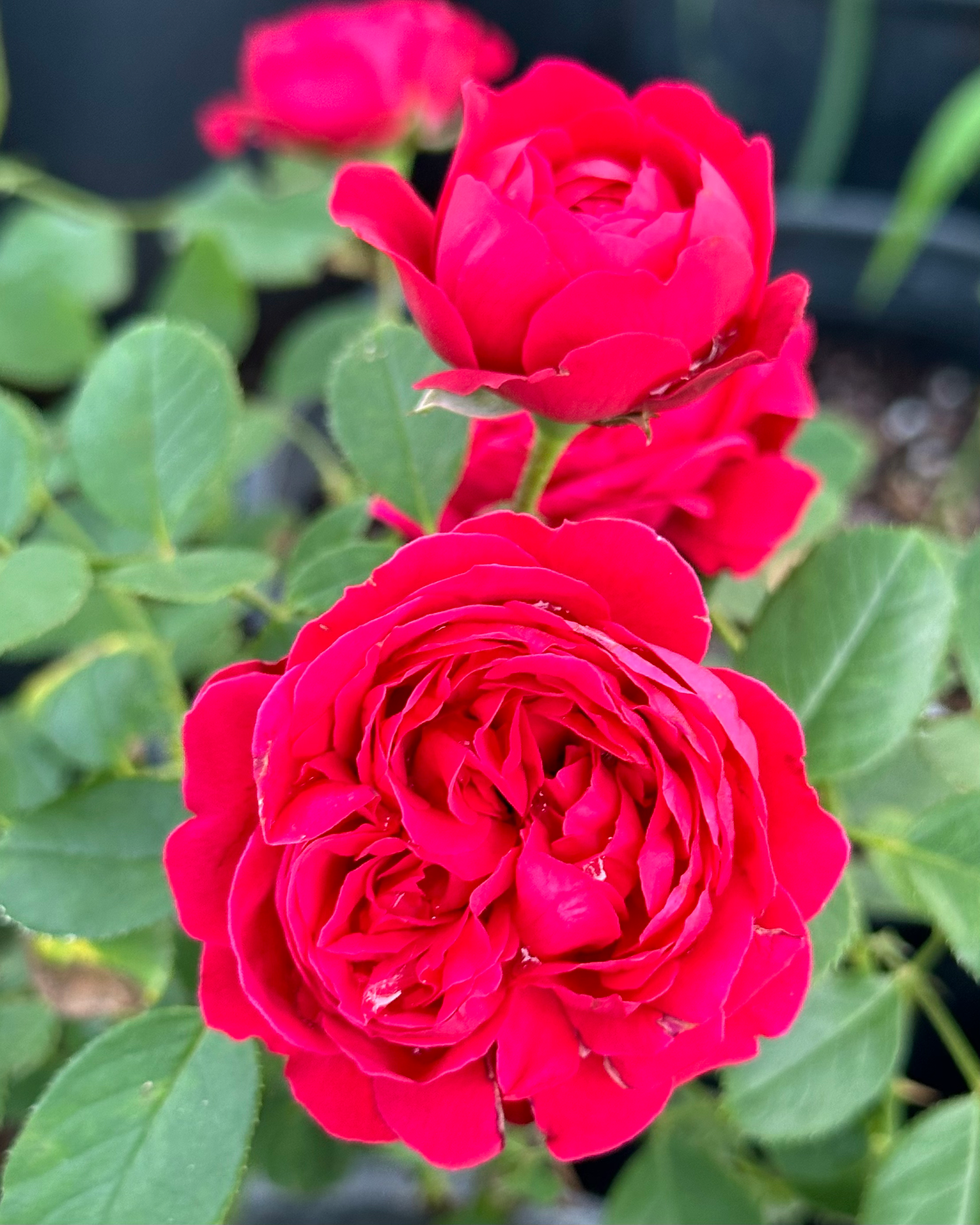 Ruby Slippers image 3