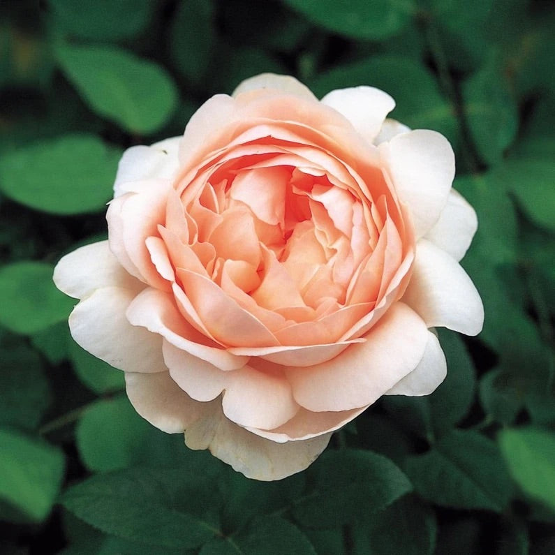 The Ambridge Rose image 0