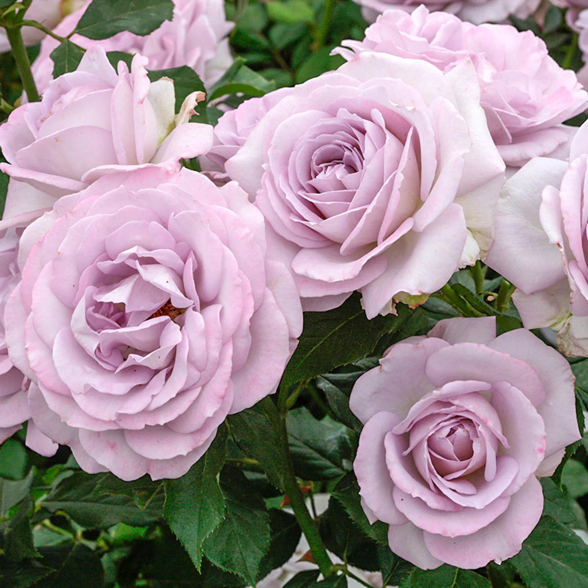 Silver Lining 36” Tree Rose