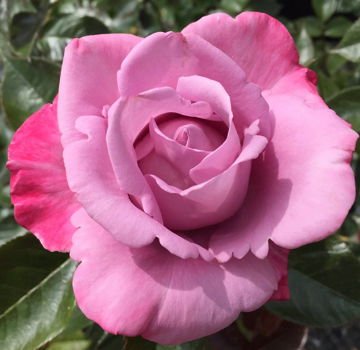 Perfumed Kiss image 3