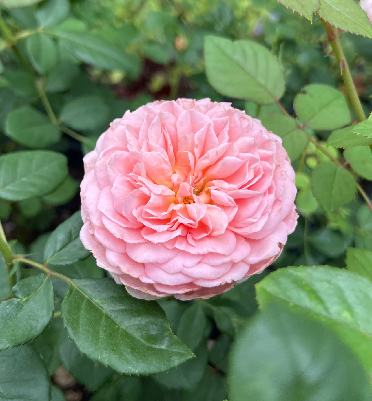 Abraham Darby image 0