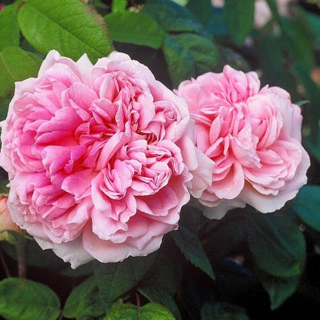 Enfant de France image 2