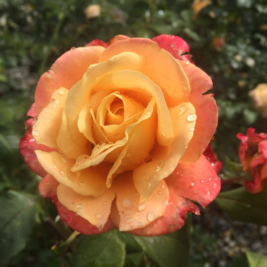 A Lady Never Tells image 0