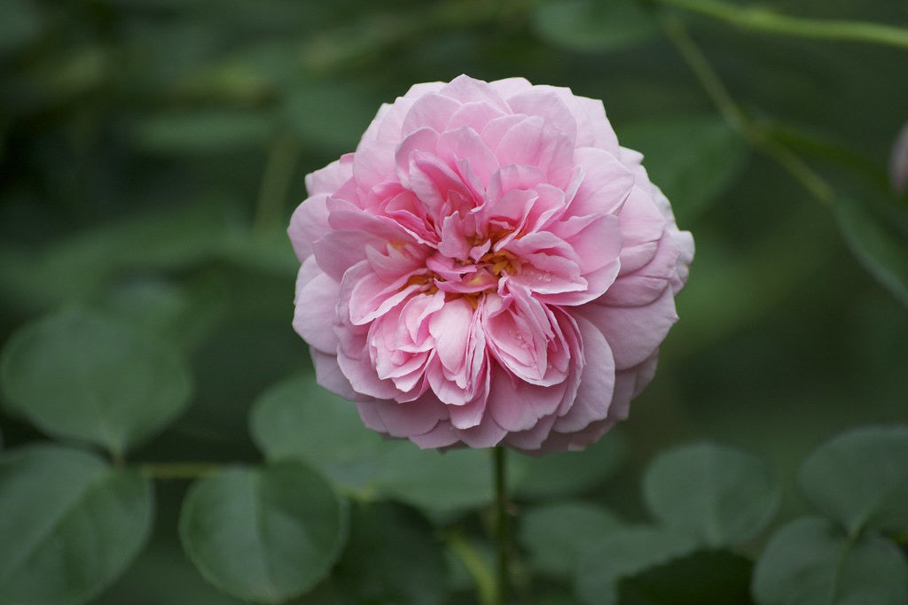 Pioneer Spirit image 0