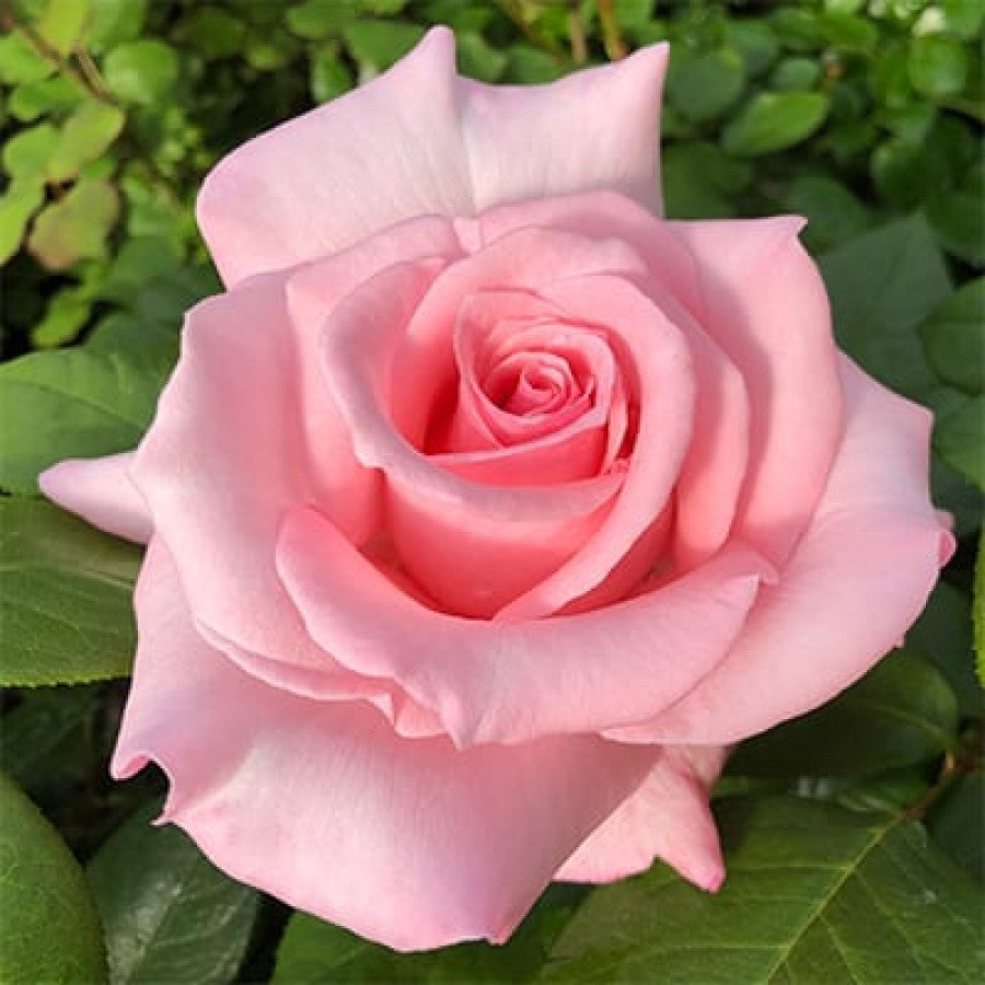 MaryLou Whitney image 0