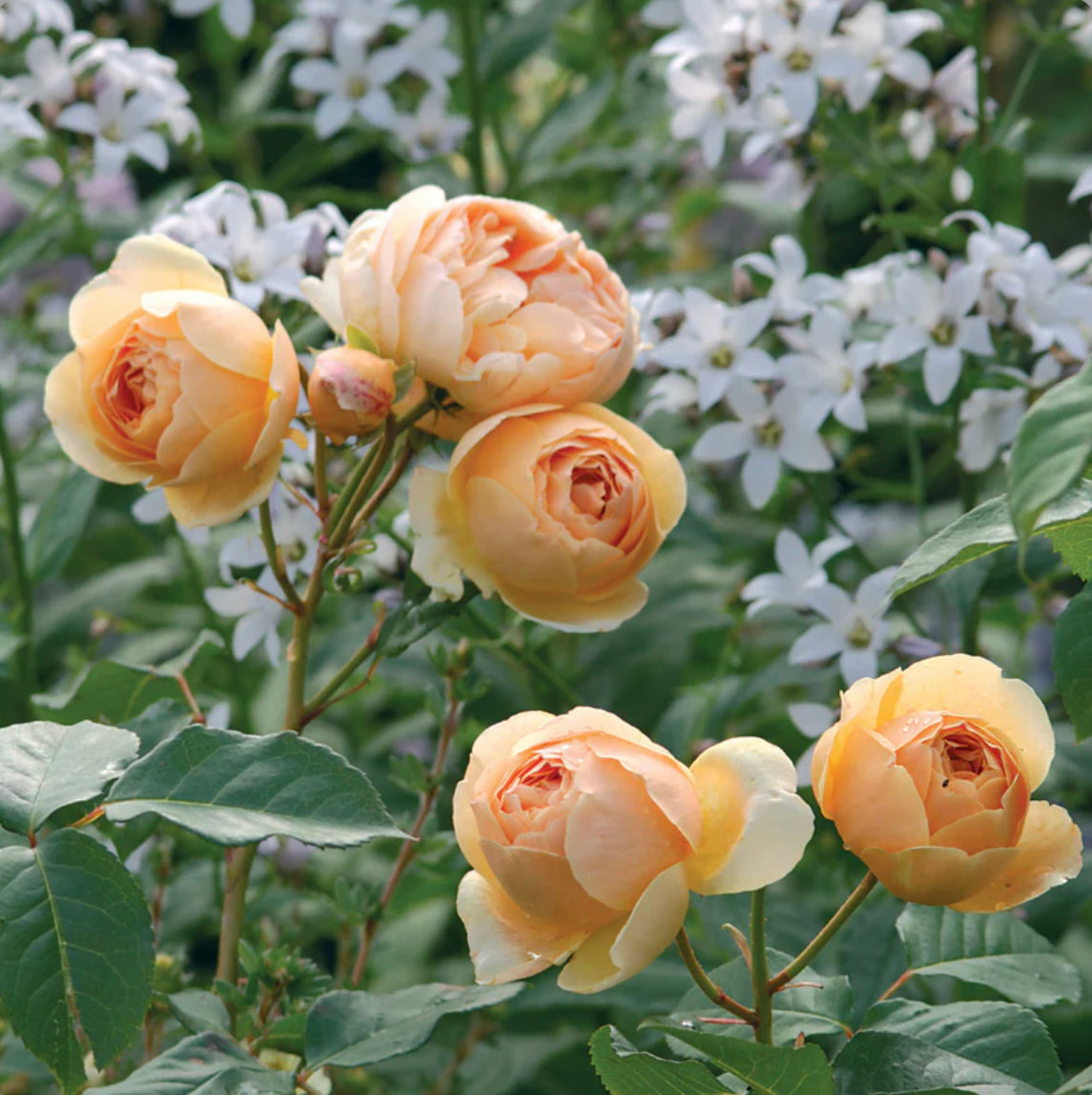 Jude the Obscure image 0