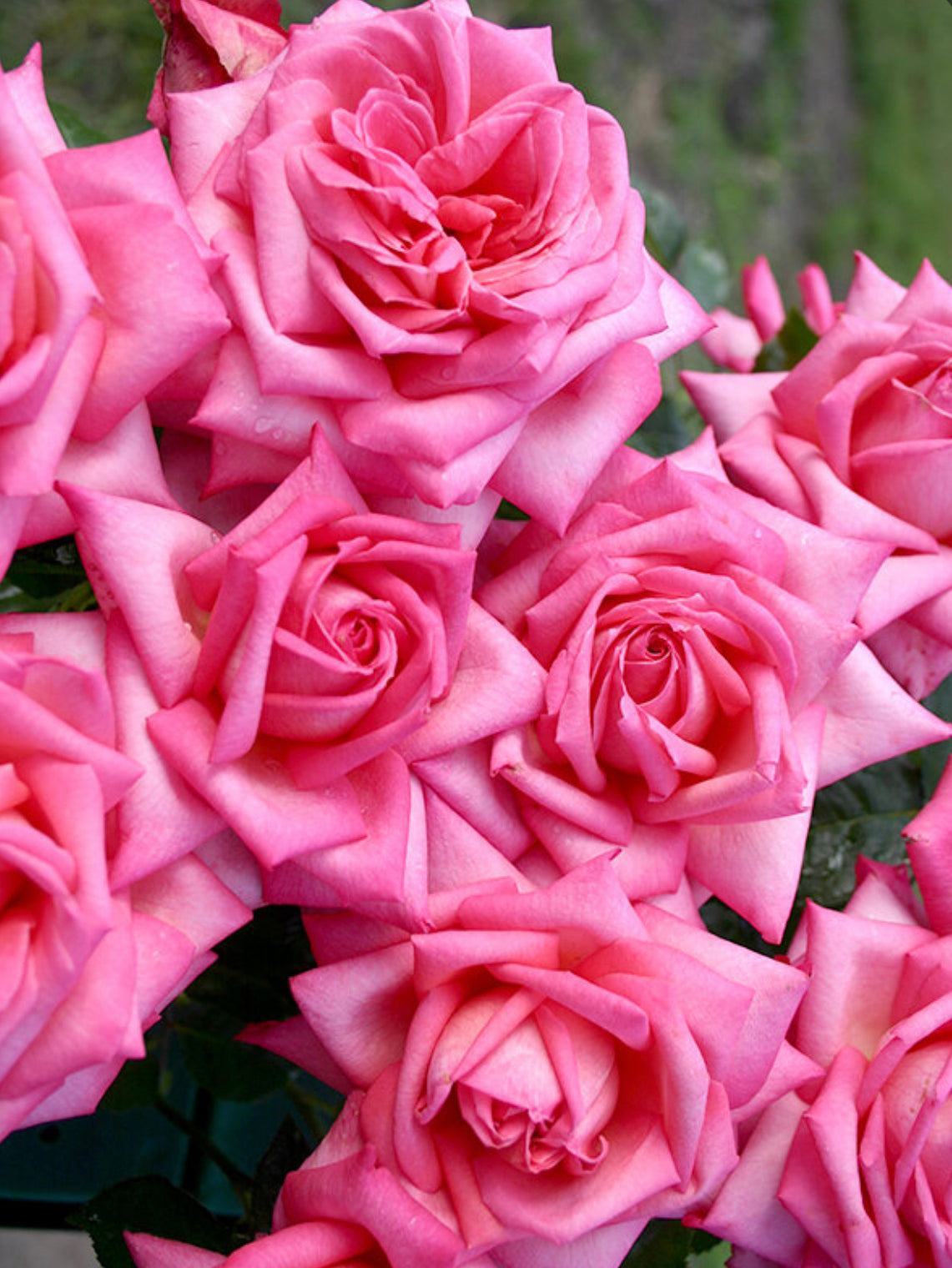 Wedding Bells image 0