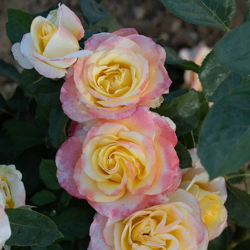 Make Me Blush 36” Tree Rose