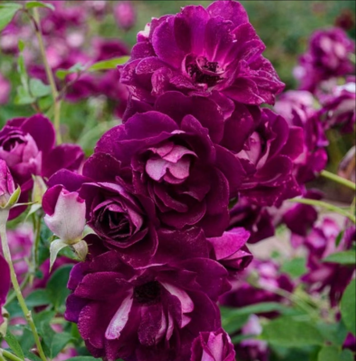 Burgundy Iceberg image 0