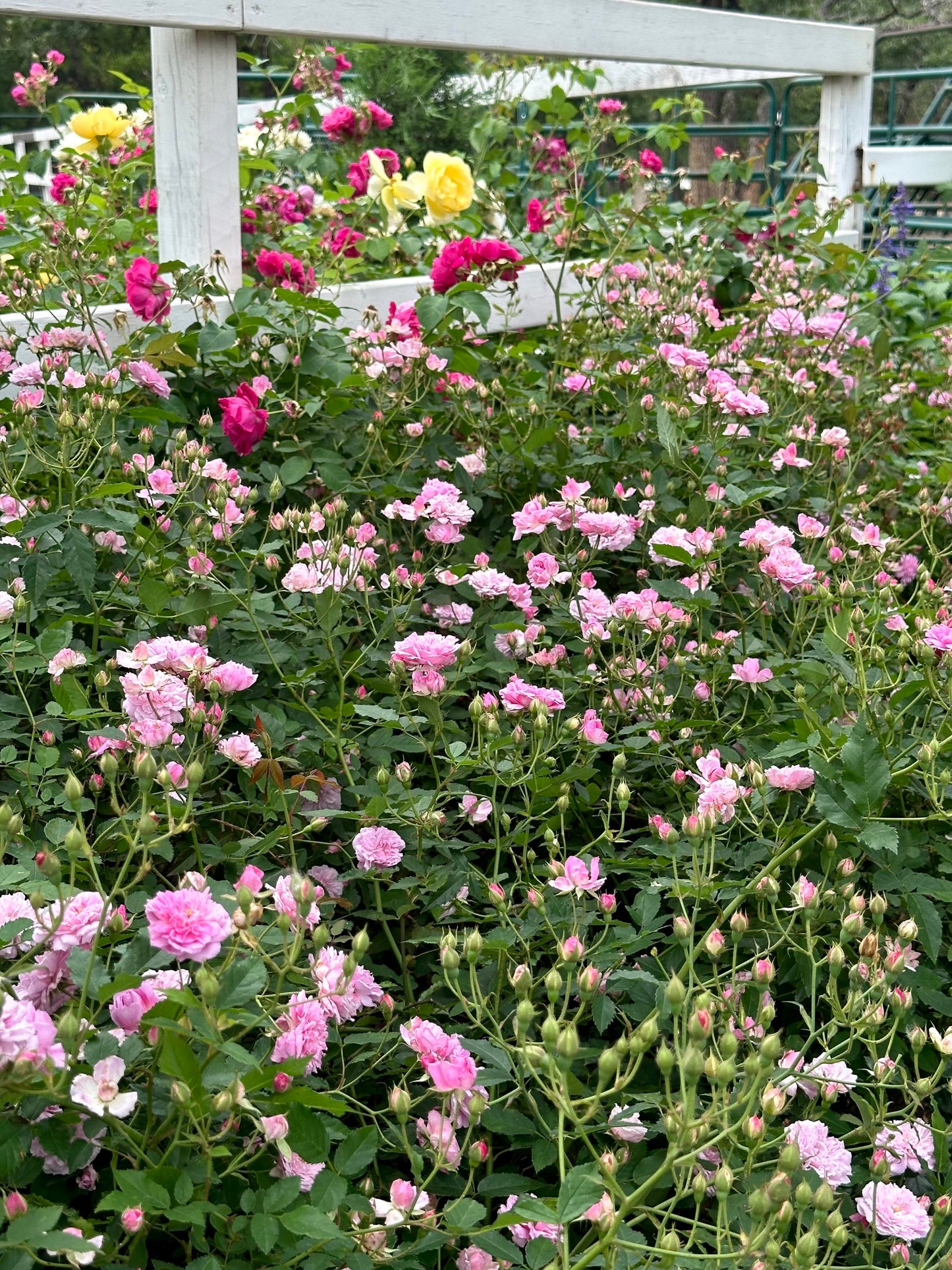 Caldwell Pink image 1