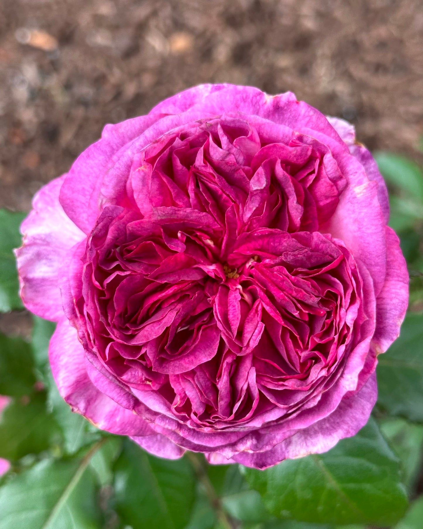 Blueberry Pannacotta (DELviopar) image 2