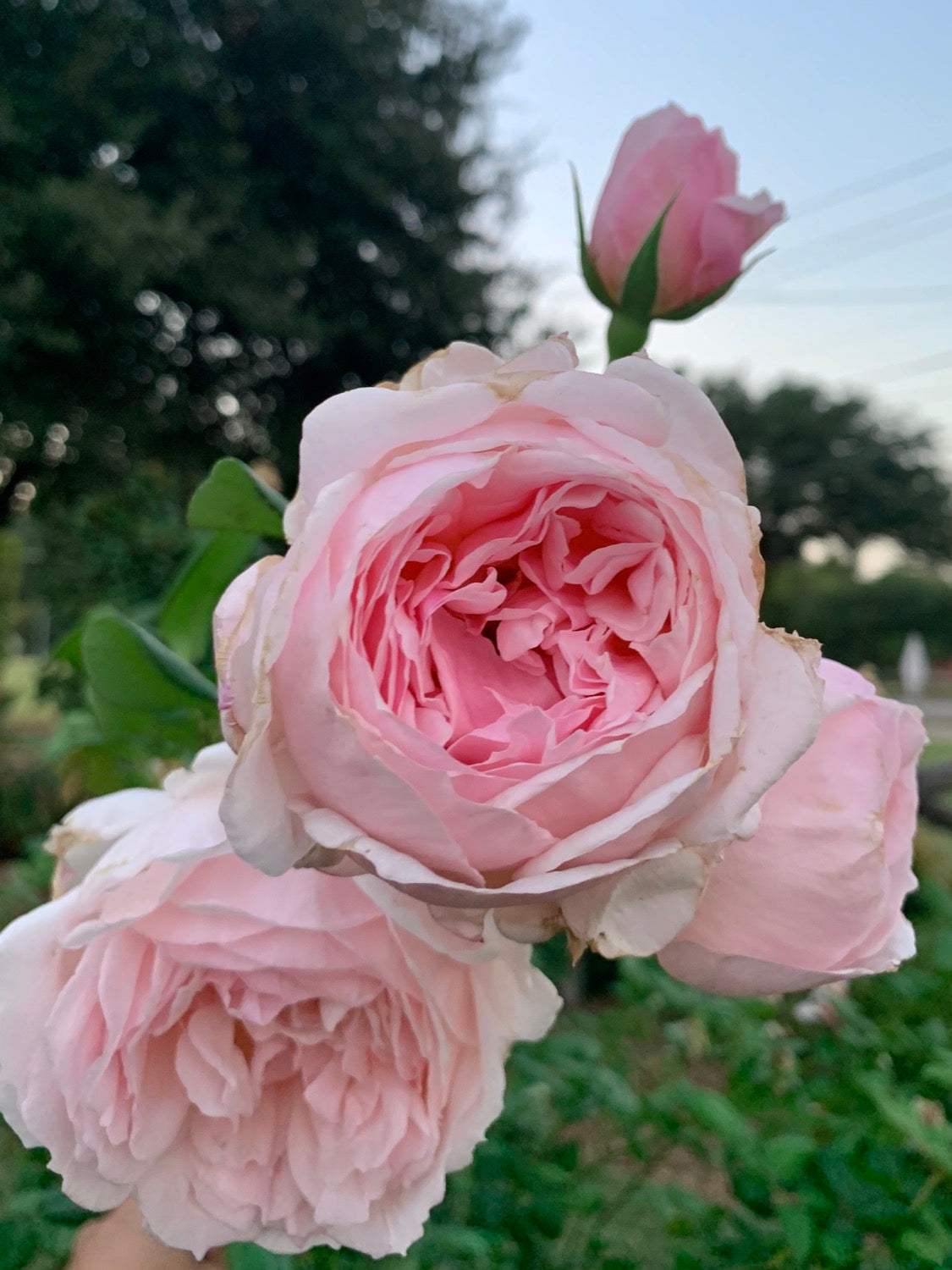 Sweet Frances image 0