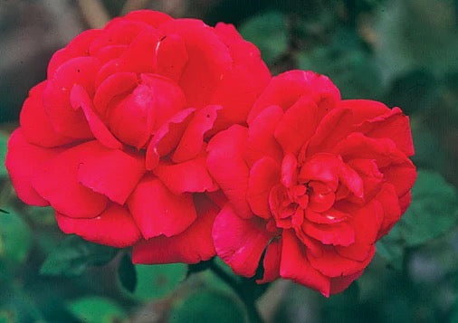 Francis Dubrieul image 1