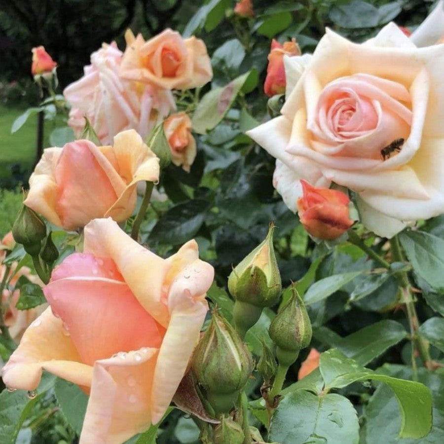 Kencara Sunrise image 0