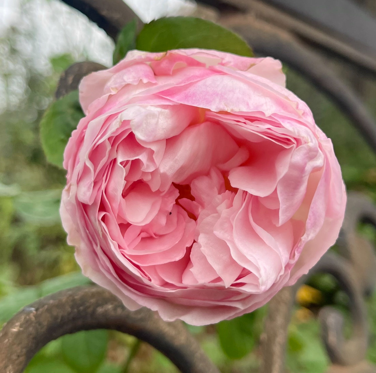 Fragrant Blush image 0