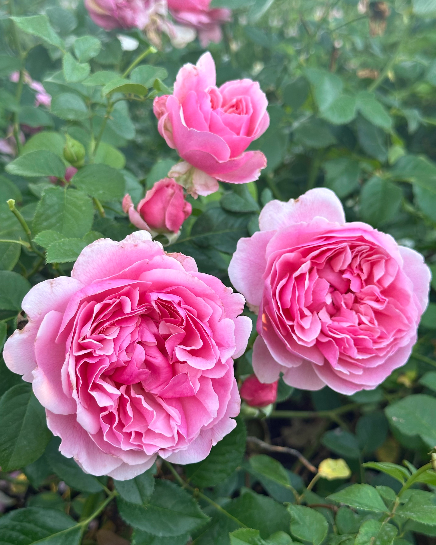 Au Revoir (DELrochipar) image 0