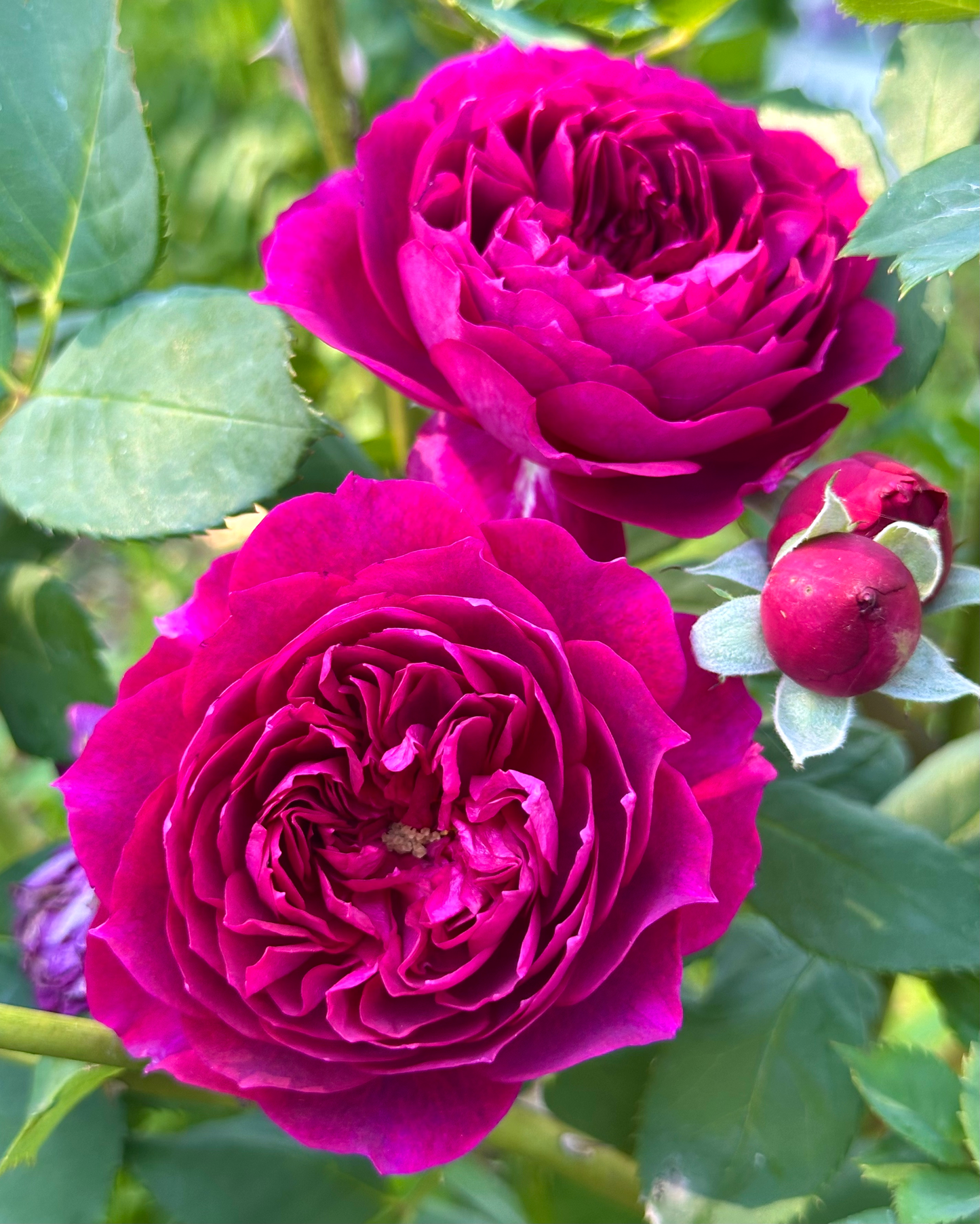 Like No Other (JACitreibpuci) image 0