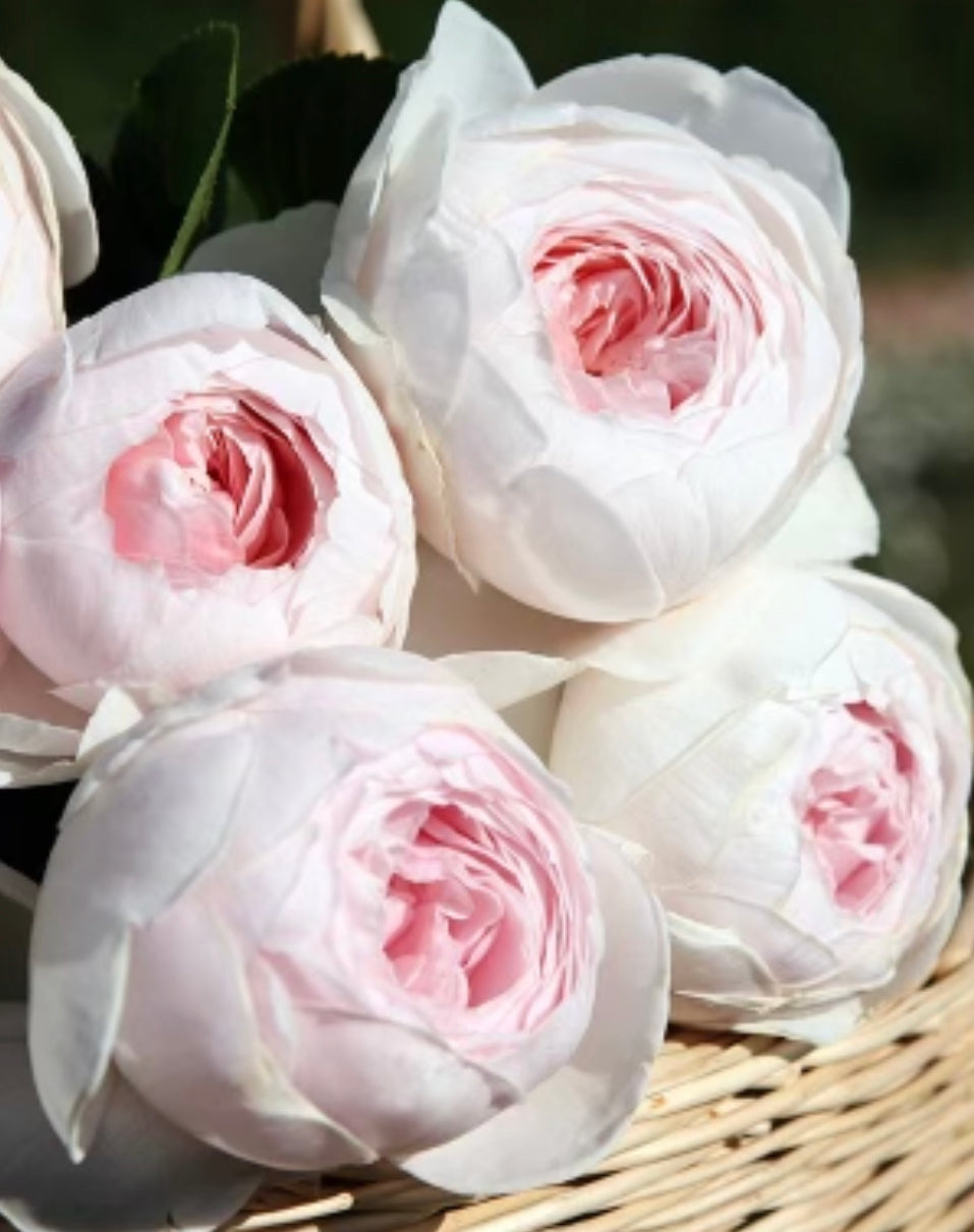 Earth Angel™ image 2