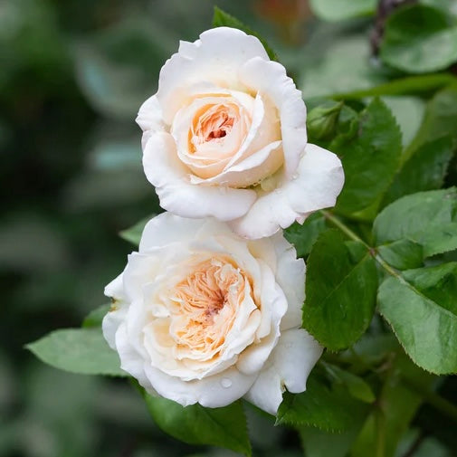 Heavenly Ascent image 0