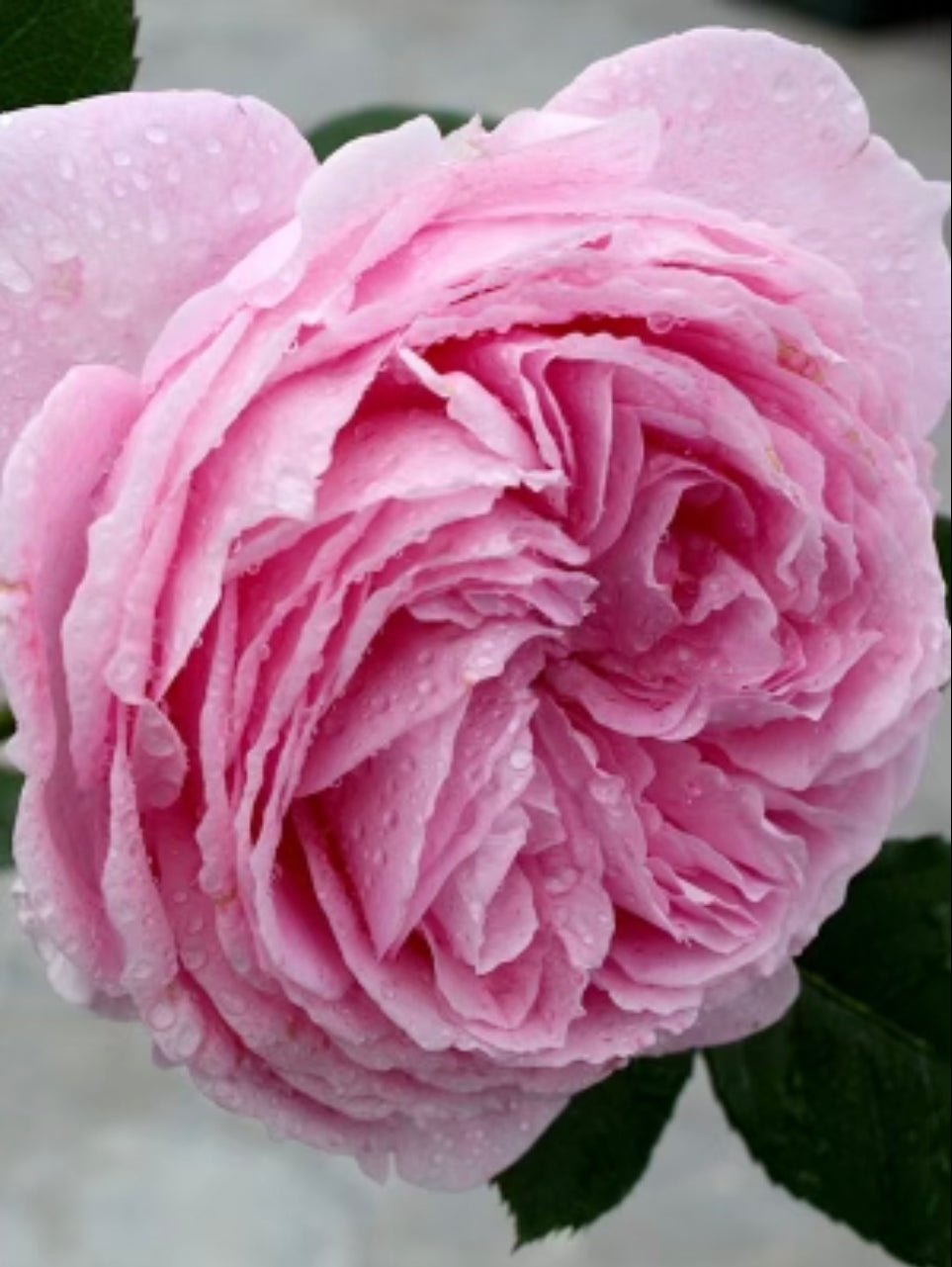 Summer Romance image 0