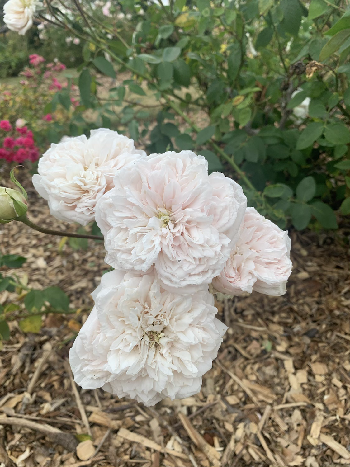 Kronpinzessin Viktoria image 0