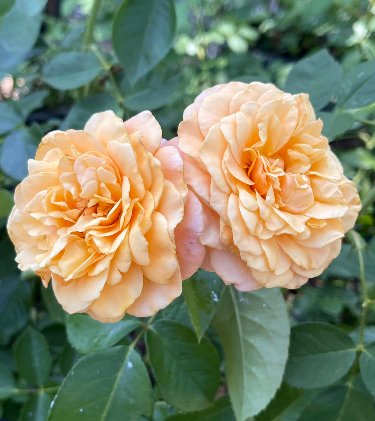 Morning Glow image 1