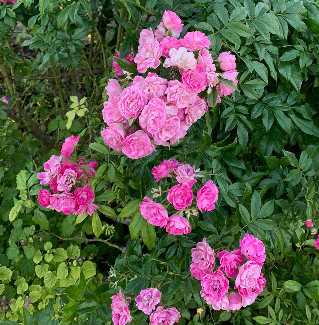 Excellenz von Schubert image 0