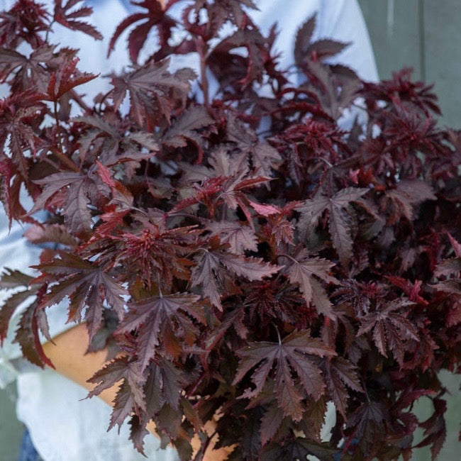 Mahogany Splendor Hibiscus