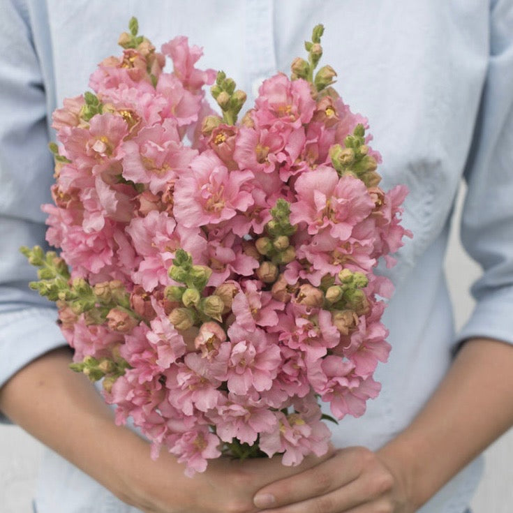 Snapdragon “Madame Butterfly Pink” Cut Flower Pack- Pack of 6