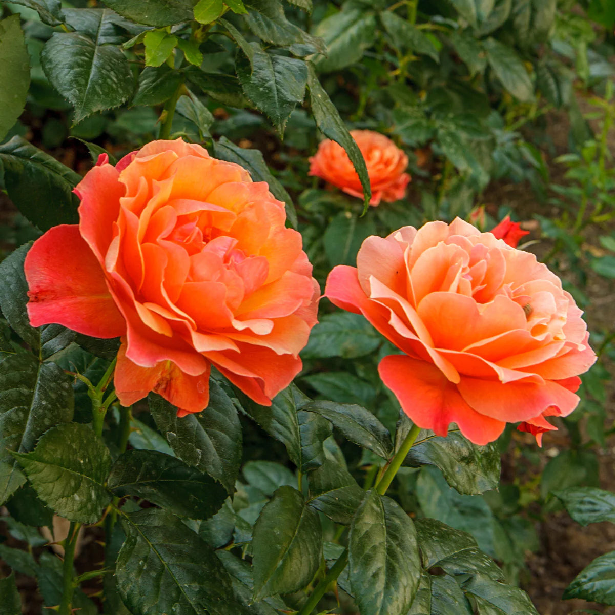 Livin’ Easy 36” Tree Rose