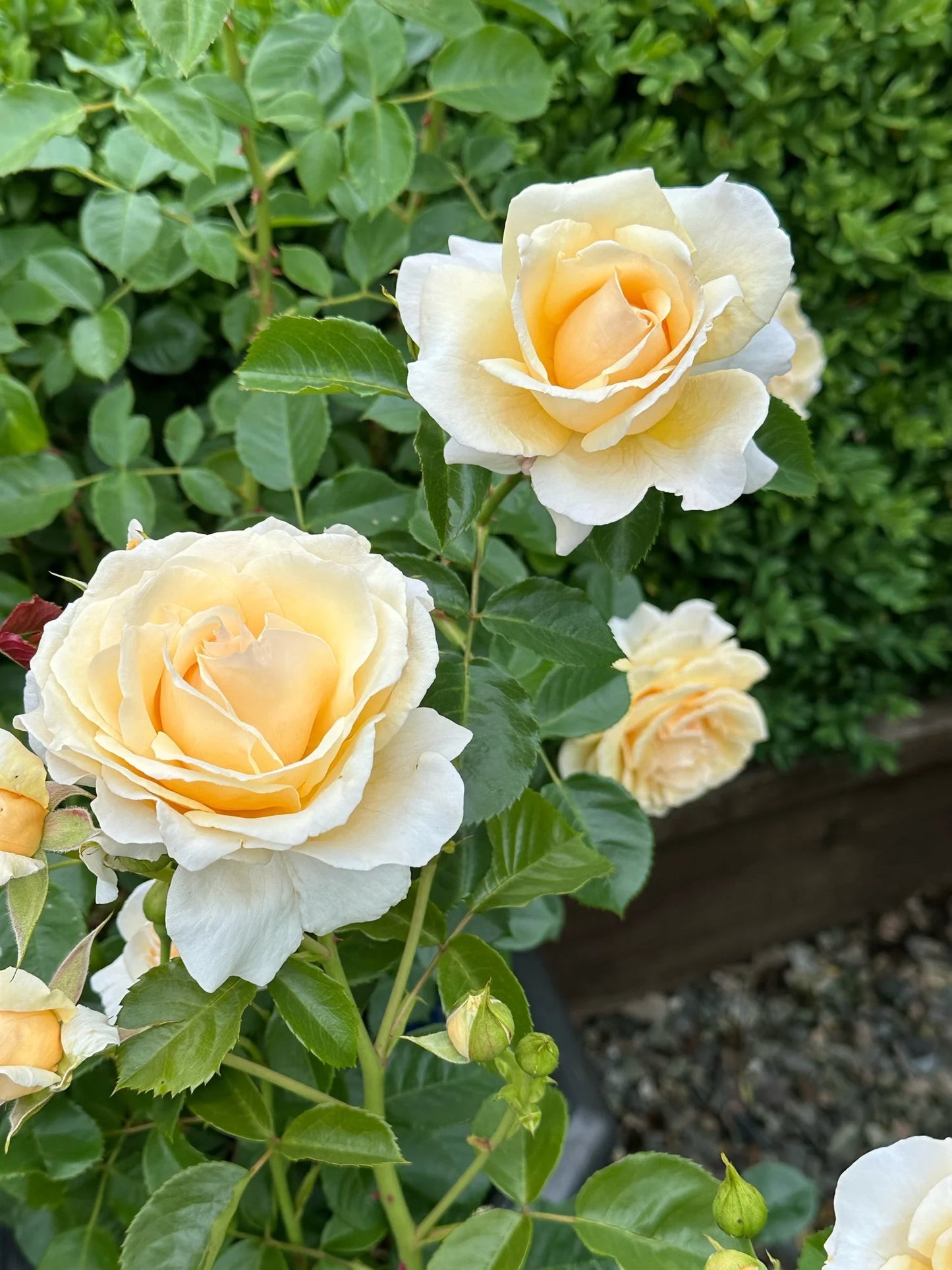 Soft and Sweet image 2