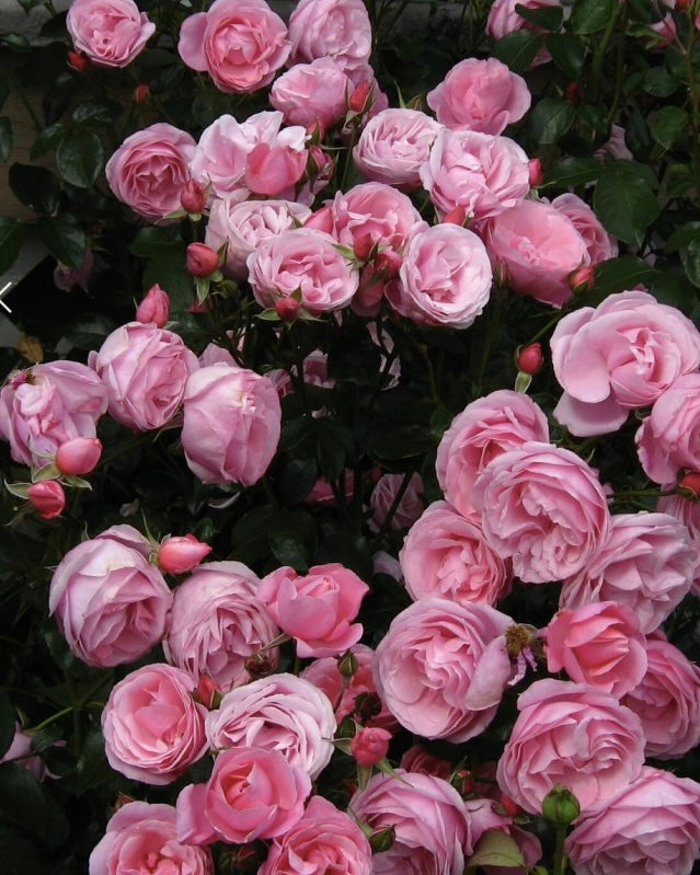 William P.J. McCarthy image 0