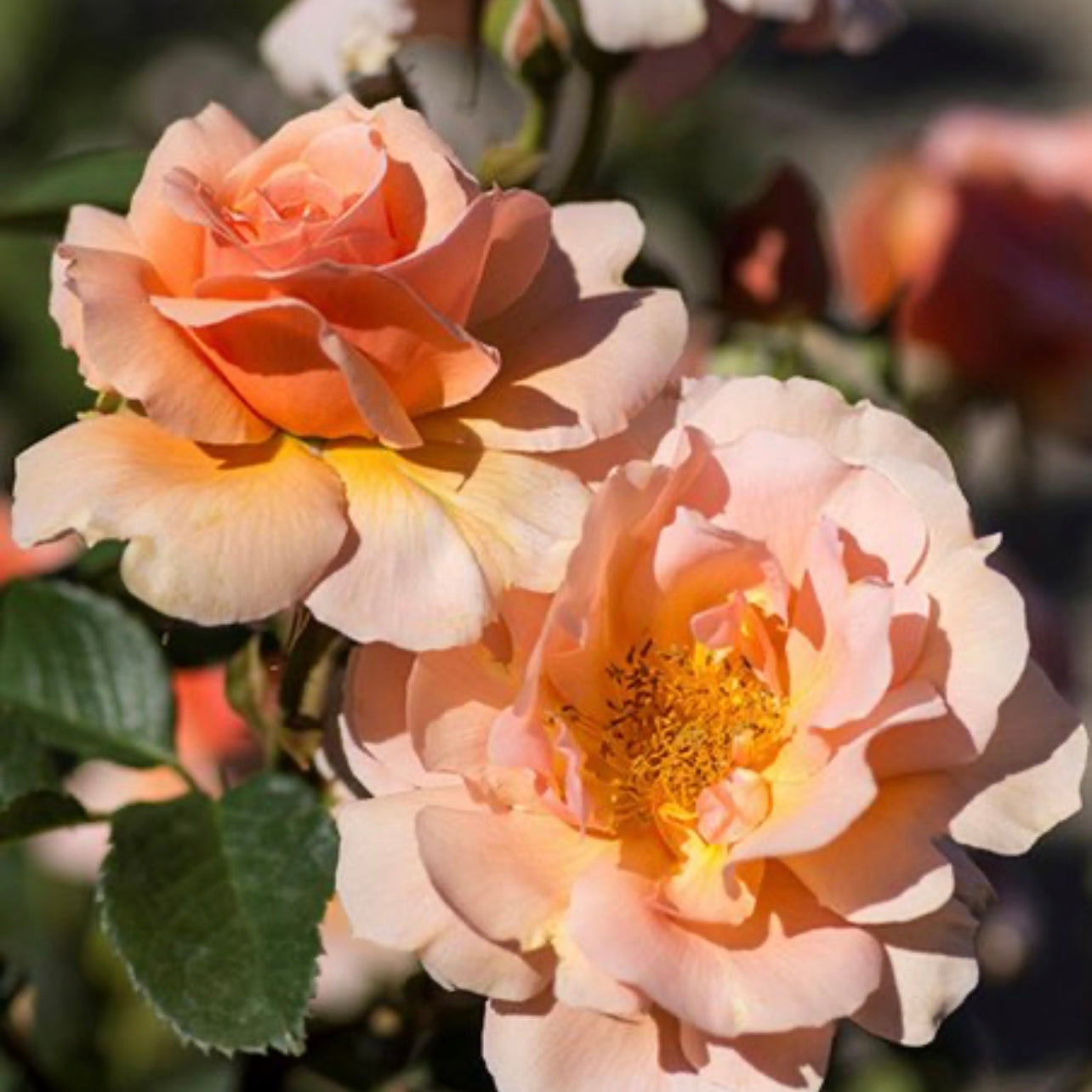 Apricot Candy image 0